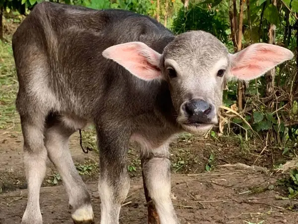 Calf